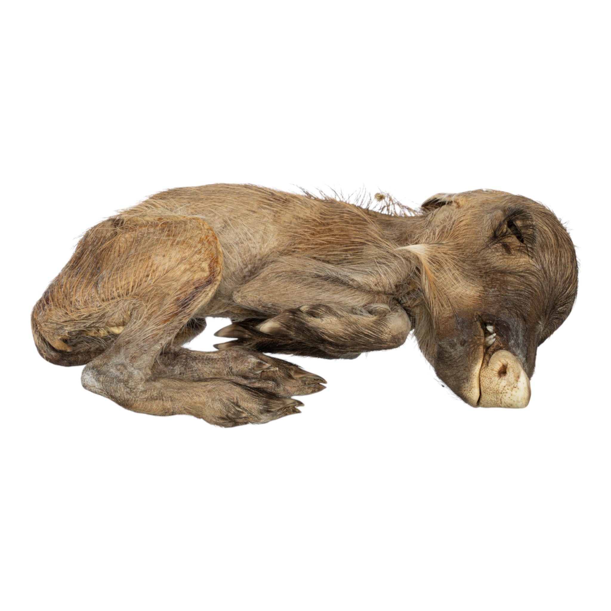 Real Preserved Warthog Infant - Lifelike Taxidermy Baby Warthog for Home Decor, Hunting Lodge Display & Unique Gift Idea