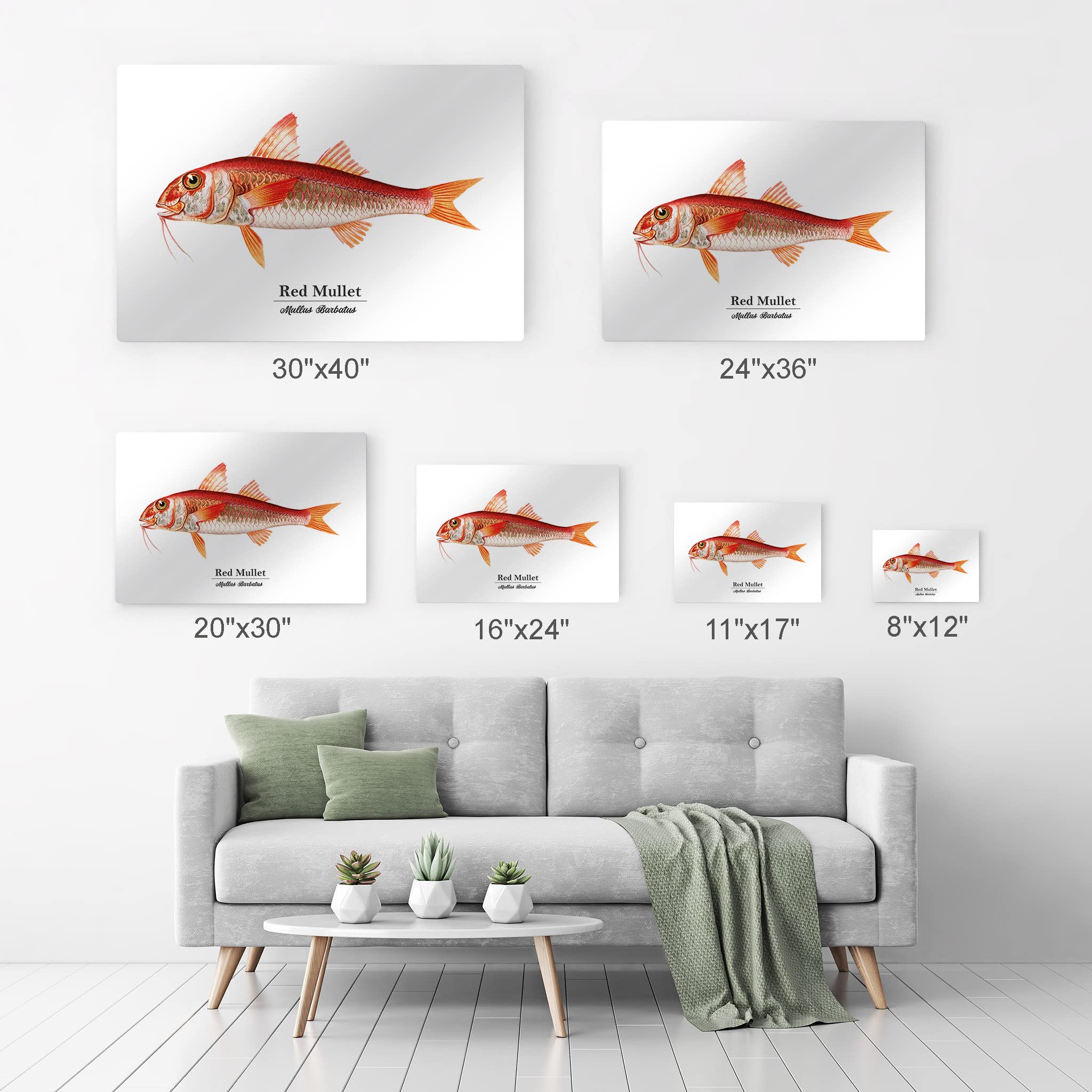 Smile Art Design Red Mullet Mullus Barbatus Fish Metal Wall Art Print - Ocean Marine Animal Painting for Coastal Decor, Living Room, Bedroom & Kids Room - Nautical Fishing Theme Home Decor - Made in USA 24x36