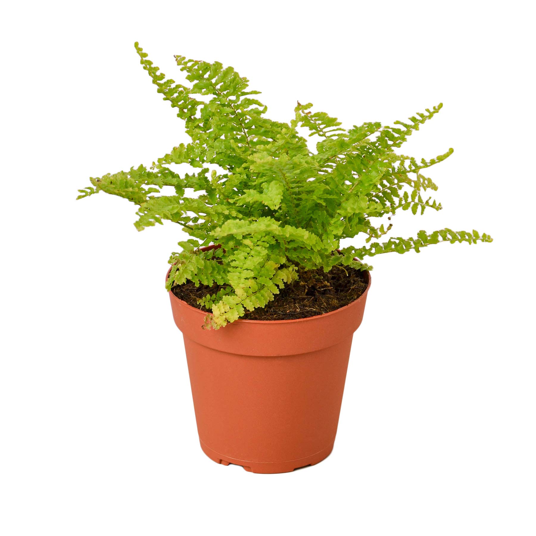 Fern 'Cotton Candy' - 4
