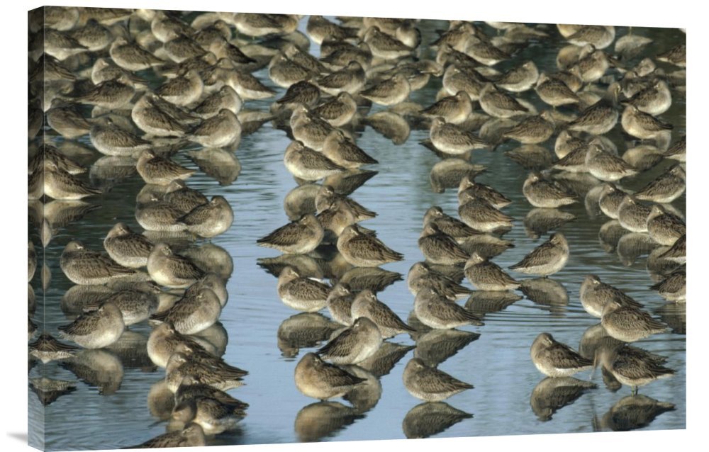Long Billed Dowitcher Flock Sleeping in Shallow Water - North America Wildlife Canvas Wall Art Print | Gallery Wrap Giclee | Nature & Bird Photography Decor for Living Room, Bedroom, Office
