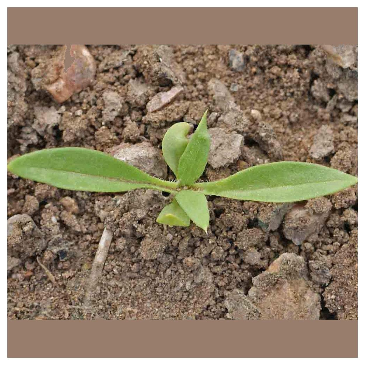 Everwilde Farms 1/4 Lb Mixed Annual Phlox Native Wildflower Seeds - Gold Vault Pack - Perfect for Garden Beds, Borders & Pollinator Gardens