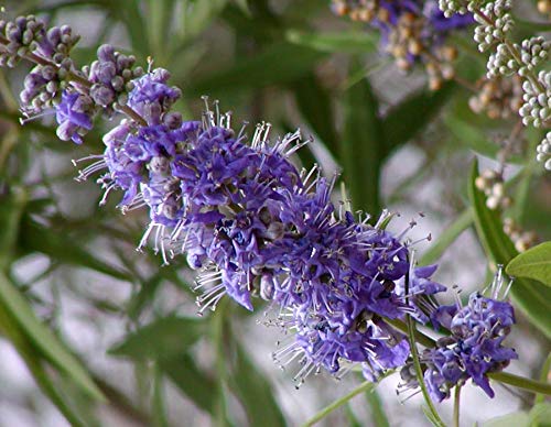 Organic Vitex Agnus-Castus Chasteberry Starter Plants (3 Pack) - Medicinal Herb for Hormone Balance, PMS Relief & Fertility Support - Perfect for Home Gardens, Herbal Remedies & Landscaping
