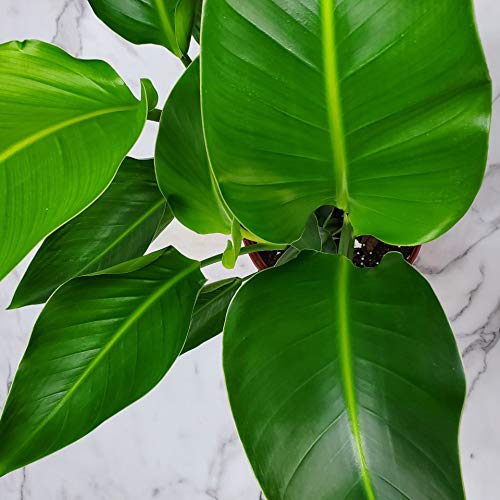 White Bird of Paradise Plant - Live Tropical Foliage Indoor/Outdoor Plant - 34