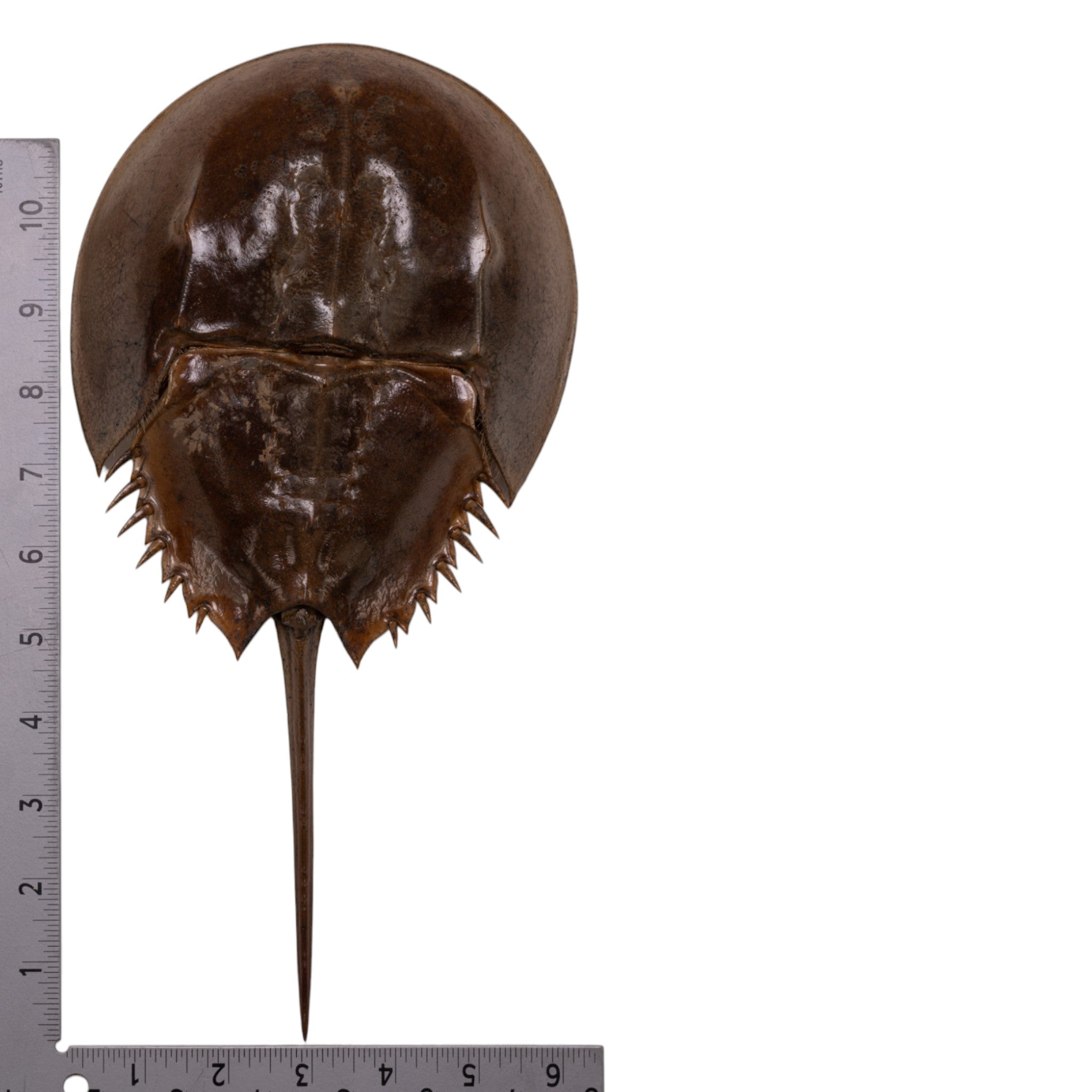 Authentic Horseshoe Crab Molt - Natural Marine Specimen for Science, Education & Beach Decor | Perfect for Classroom, Aquarium & Coastal Home Decor