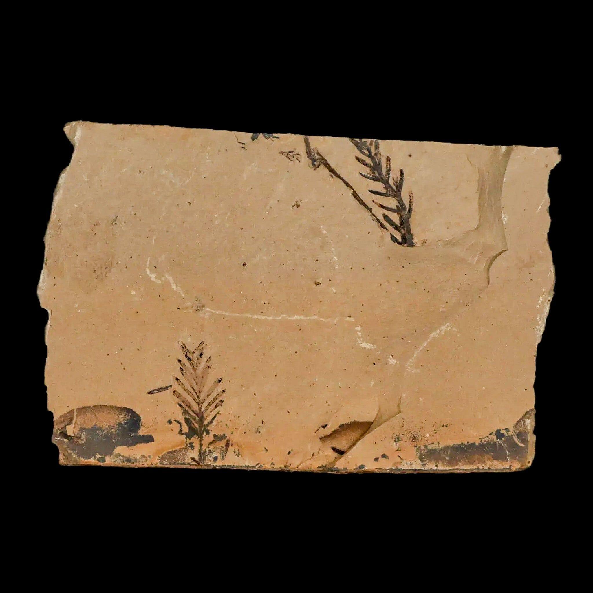 3 Detailed Fossil Plant Leafs - Metasequoia Dawn Redwood Oligocene Age with COA | Authentic Plant Fossils Collection for Home Decor, Science Education & Gift Giving