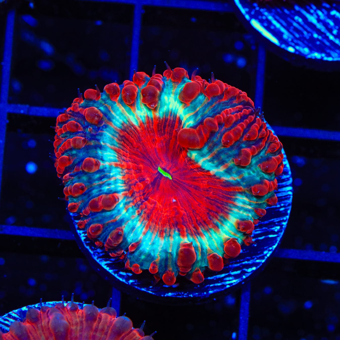 Premium Cherry Pie Blastomussa Coral for Saltwater Aquariums - Vibrant LPS Coral for Reef Tanks & Marine Displays