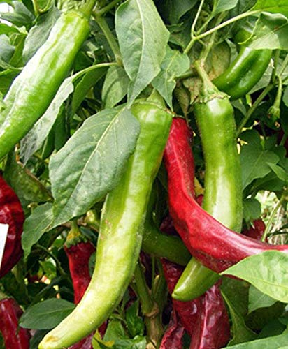 Hatch Chile Pepper Seeds - 25+ Non-GMO Heirloom Seeds for Vegetable, Fruit, Herb & Flower Gardens | Perfect for Home Gardening, Salsa Making & Southwestern Cuisine | Seed King Express