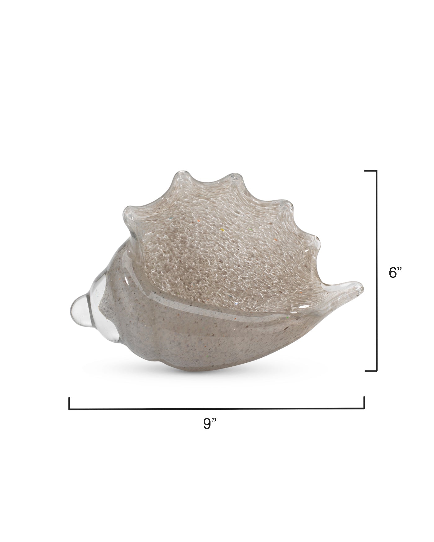 Premium Triton Shell in Grey - Natural Seashell Decor for Beach Themed Parties, Coastal Home Decor, and Aquarium Accents