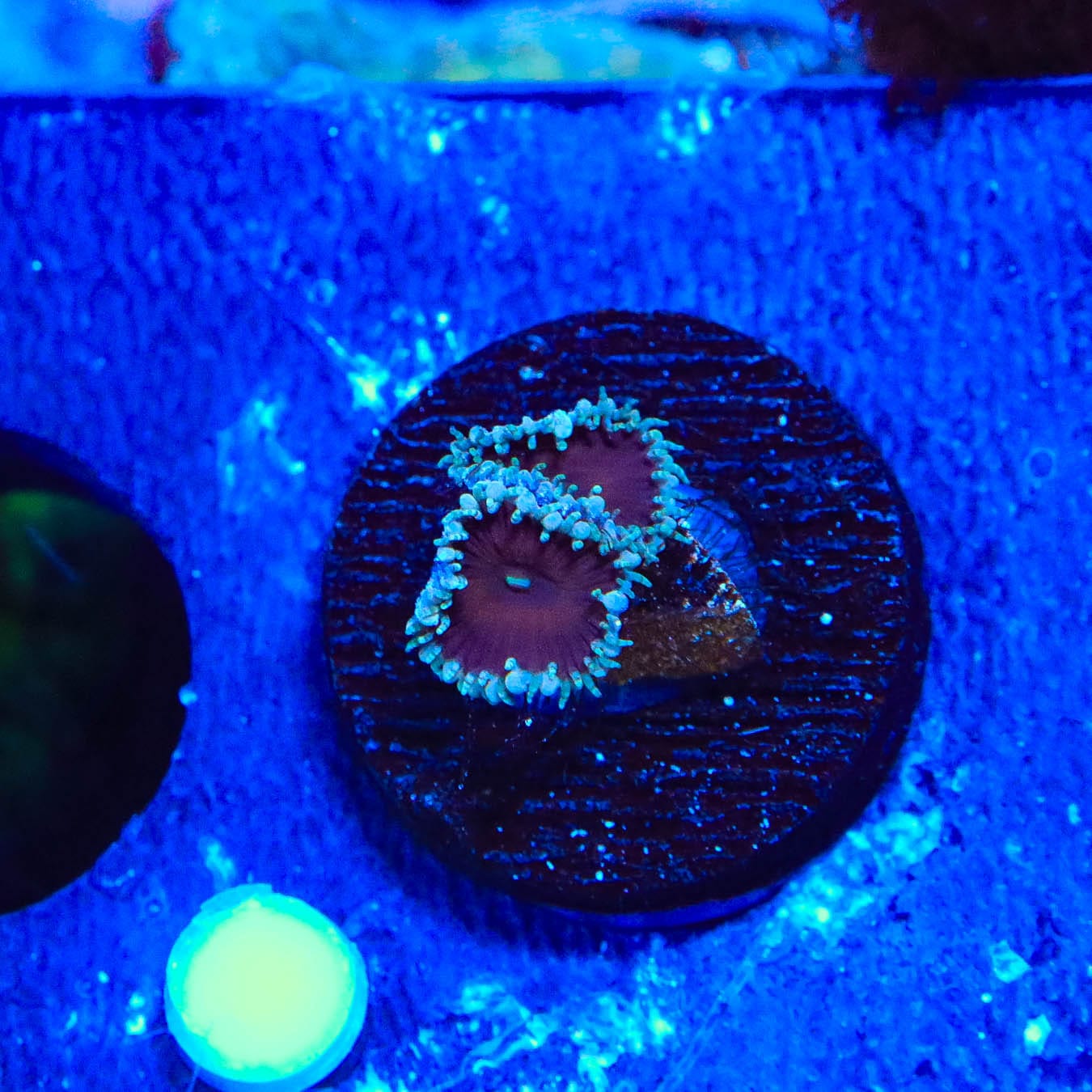 Premium Cinnamon Palythoa Coral for Saltwater Aquariums – Vibrant Coral for Reef Tanks, Nano Tanks & Marine Displays – Easy to Care LPS Coral for Beginners & Experts