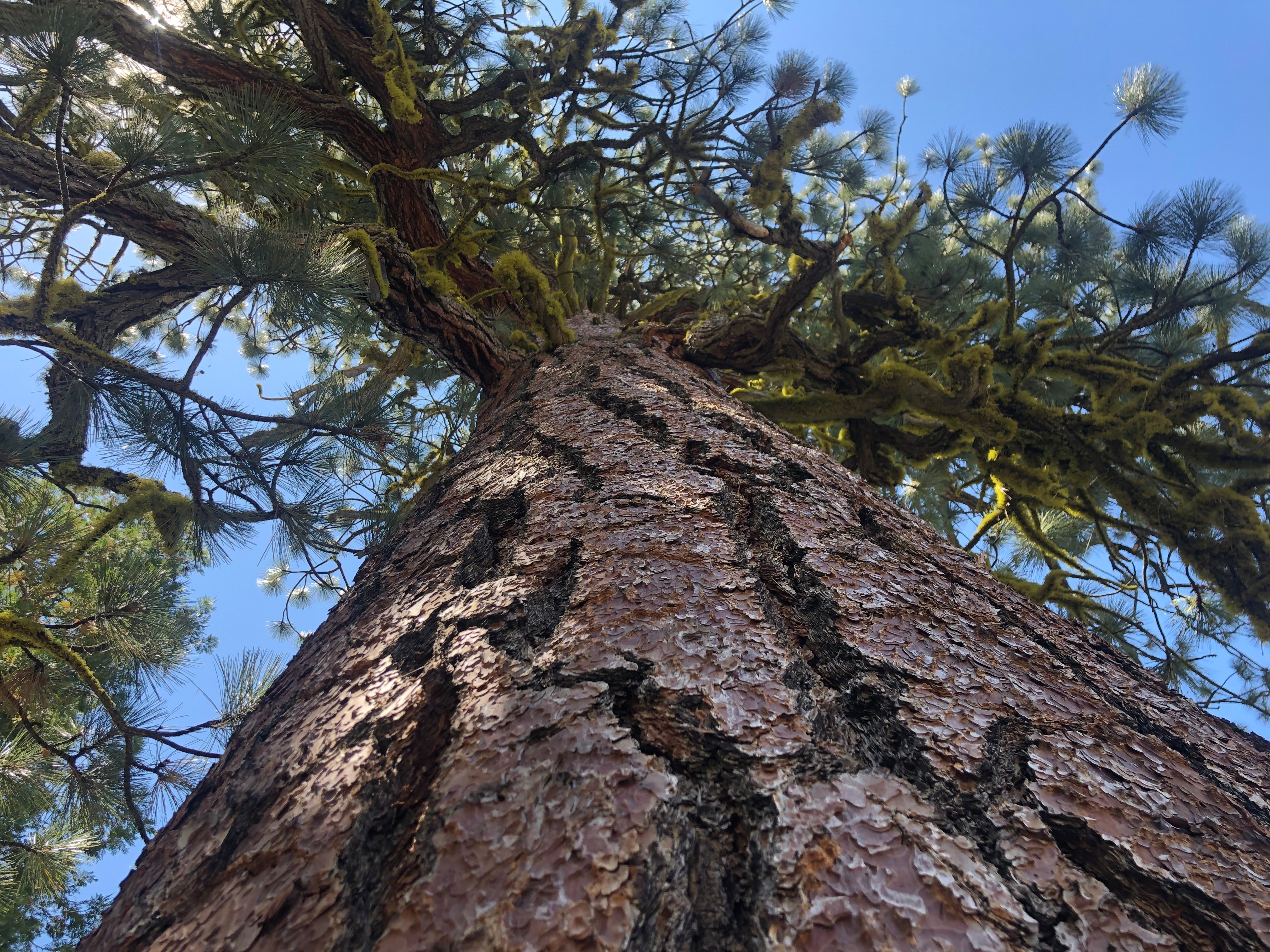 Best Backpacking Gear for Yosemite & Grand Canyon of Tuolumne River - Lightweight Hiking Equipment for Outdoor Adventures