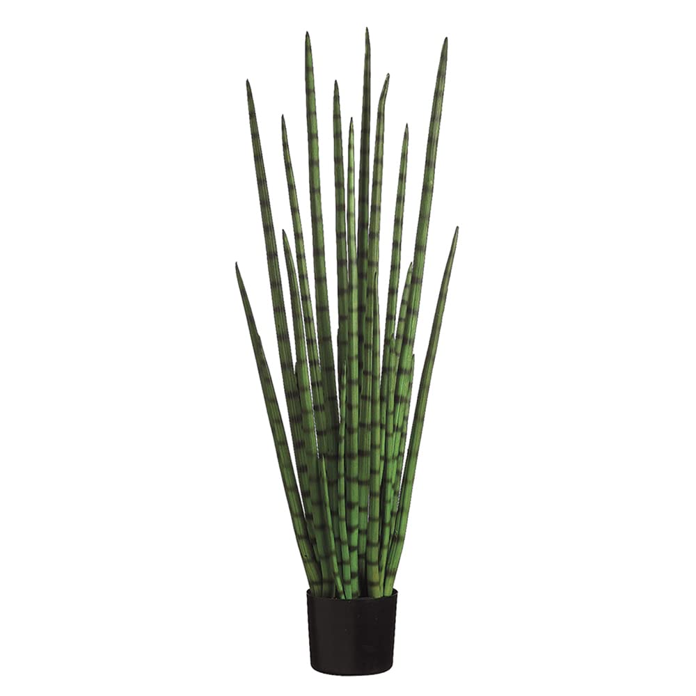 4' Snake Grass in Black Plastic Pot - Pack of 2 | Low Maintenance Indoor Plant for Home & Office Decor | Perfect for Living Rooms, Bedrooms, and Workspaces