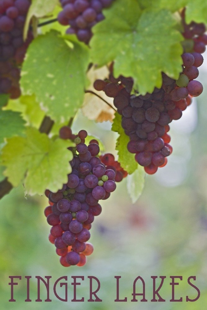 Finger Lakes New York Wine Grapes 81733 - Signed 24x36 Art Print - Premium Wall Decor Poster for Living Room, Kitchen & Office
