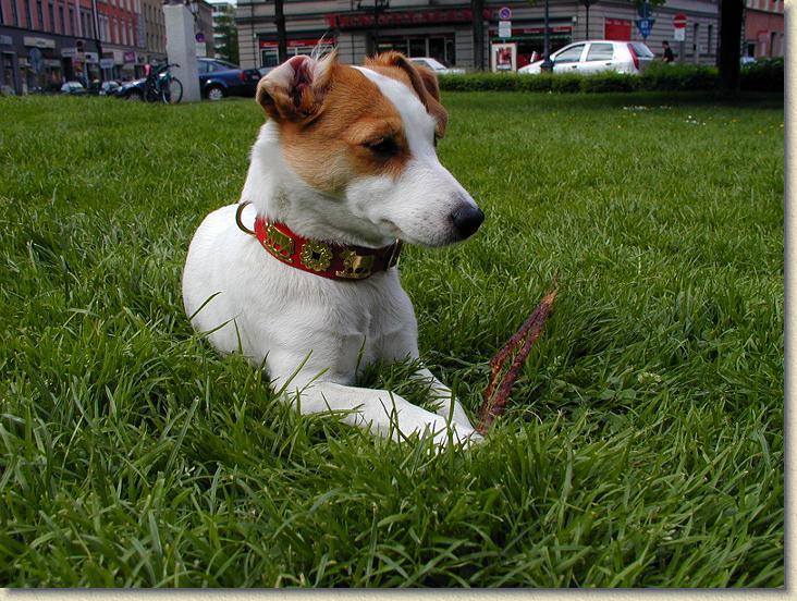 1 Small Contemporary Swiss Dog Collar - Stylish & Durable Pet Accessory for Daily Walks & Outdoor Adventures