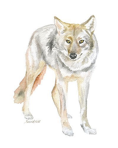 Coyote Watercolor Print - Western Art Animal Painting in Portrait Orientation - Perfect for Home Decor, Office Wall Art & Western Theme Gifts