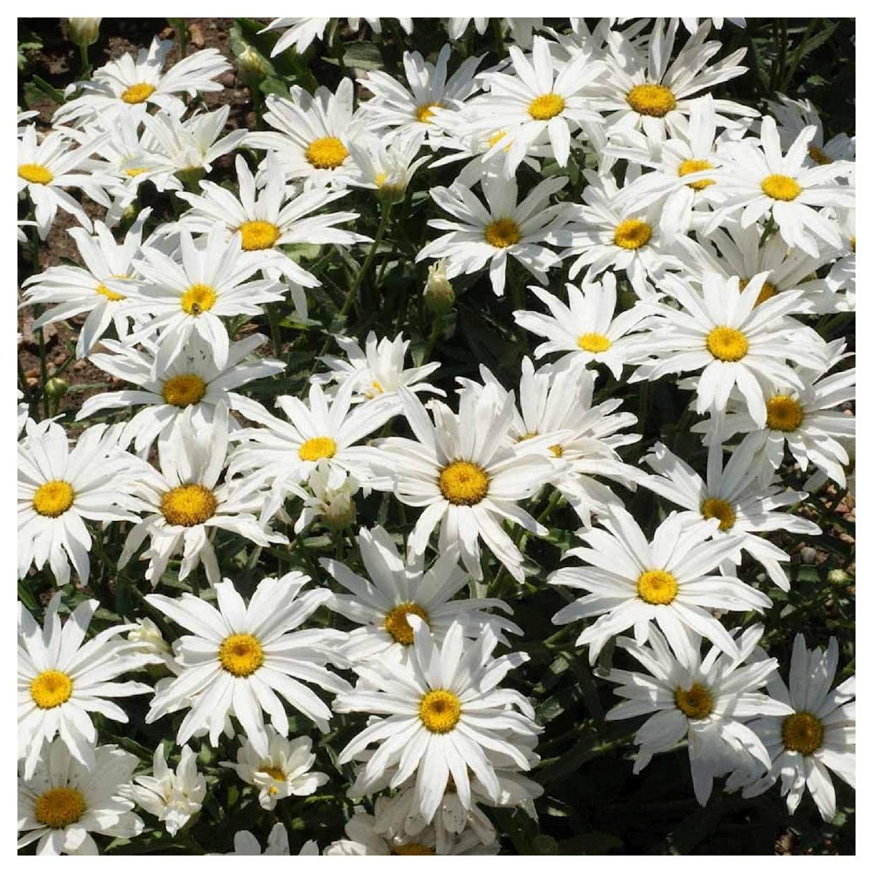 2000 Dwarf Shasta Daisy Wildflower Seeds - Everwilde Farms Gold Vault Jumbo Seed Packet for Home Garden, Landscaping & Pollinator-Friendly Planting
