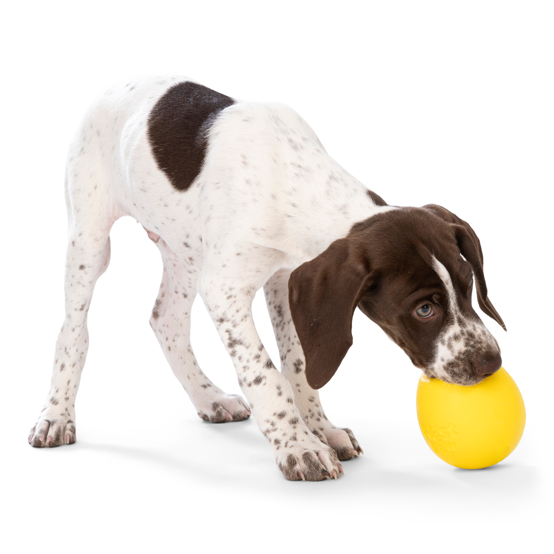 Interactive Puzzle Dog Toy - Food Dispensing Chew Toy for Mental Stimulation | Zogoflex Echo Rumbl (New Colors) - Perfect for Training, Boredom Relief & Enrichment