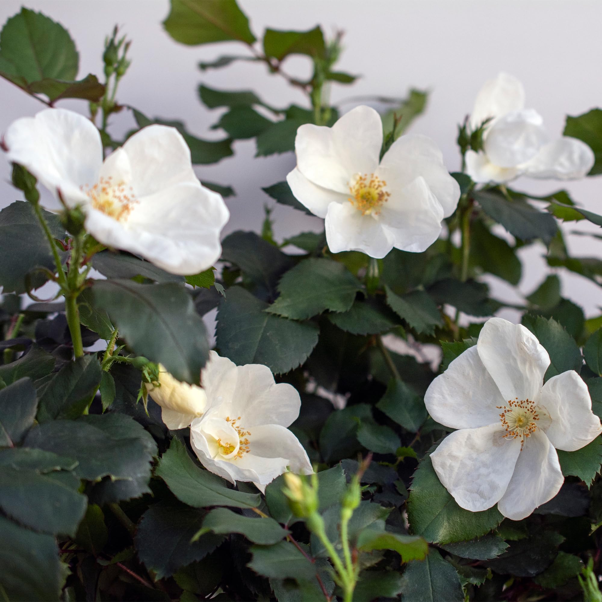 1 Gallon The White Knock Out® Rose Plant - Pure White Blooms for Garden Landscaping, Patio Decor & Wedding Bouquets