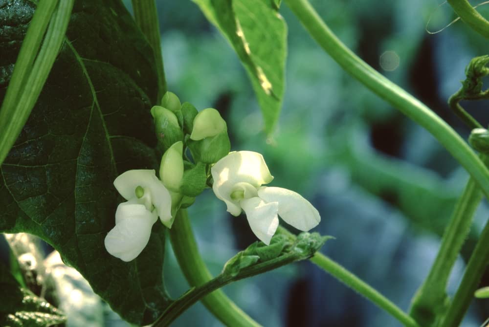 Kentucky Wonder Pole Bean Seeds for Planting - 25+ Heirloom, Non-GMO Brown Beans (Phaseolus vulgaris) by Isla's Garden Seeds | Perfect for Home Gardening, Vertical Trellis & Organic Vegetable Gardens