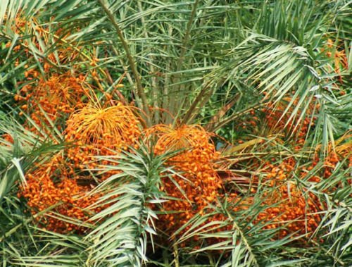 Phoenix sylvestris Silver Date Palm - Exotic Rare Palm Tree Seeds (50 Seeds) for Landscaping, Garden Decor, and Tropical Plant Collections