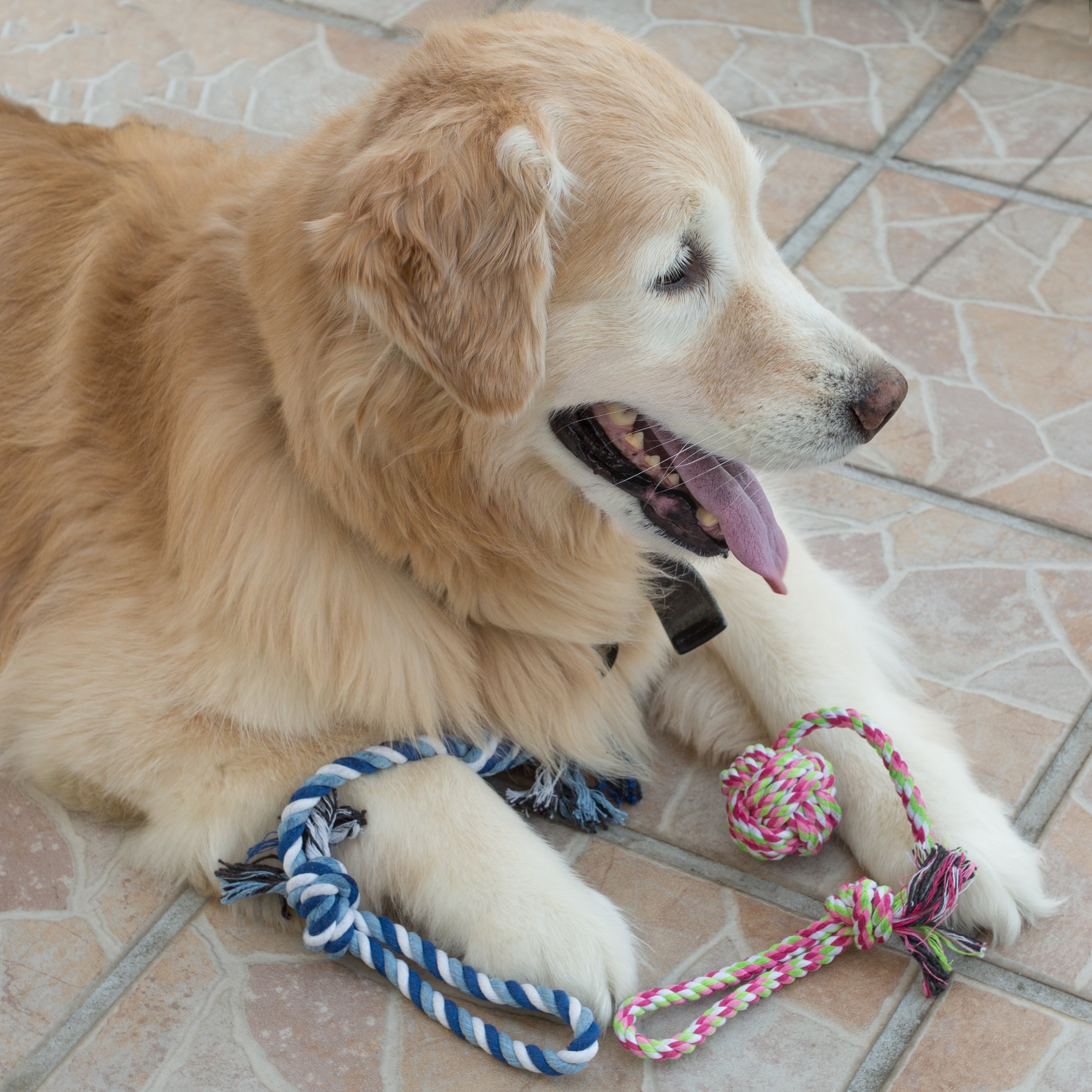 Durable Puppy Dog Rope Toys for Small Dogs - 5 Pack Chew Toys for Teething, Training & Playtime - Perfect for Indoor & Outdoor Fun