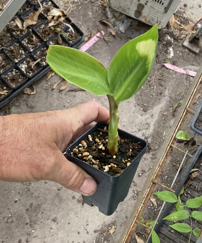 Dwarf Green Banana Live Plant - Musa Dwarf Green Banana Tree for Home Garden, Patio & Indoor Decor | Easy to Grow Tropical Fruit Plant