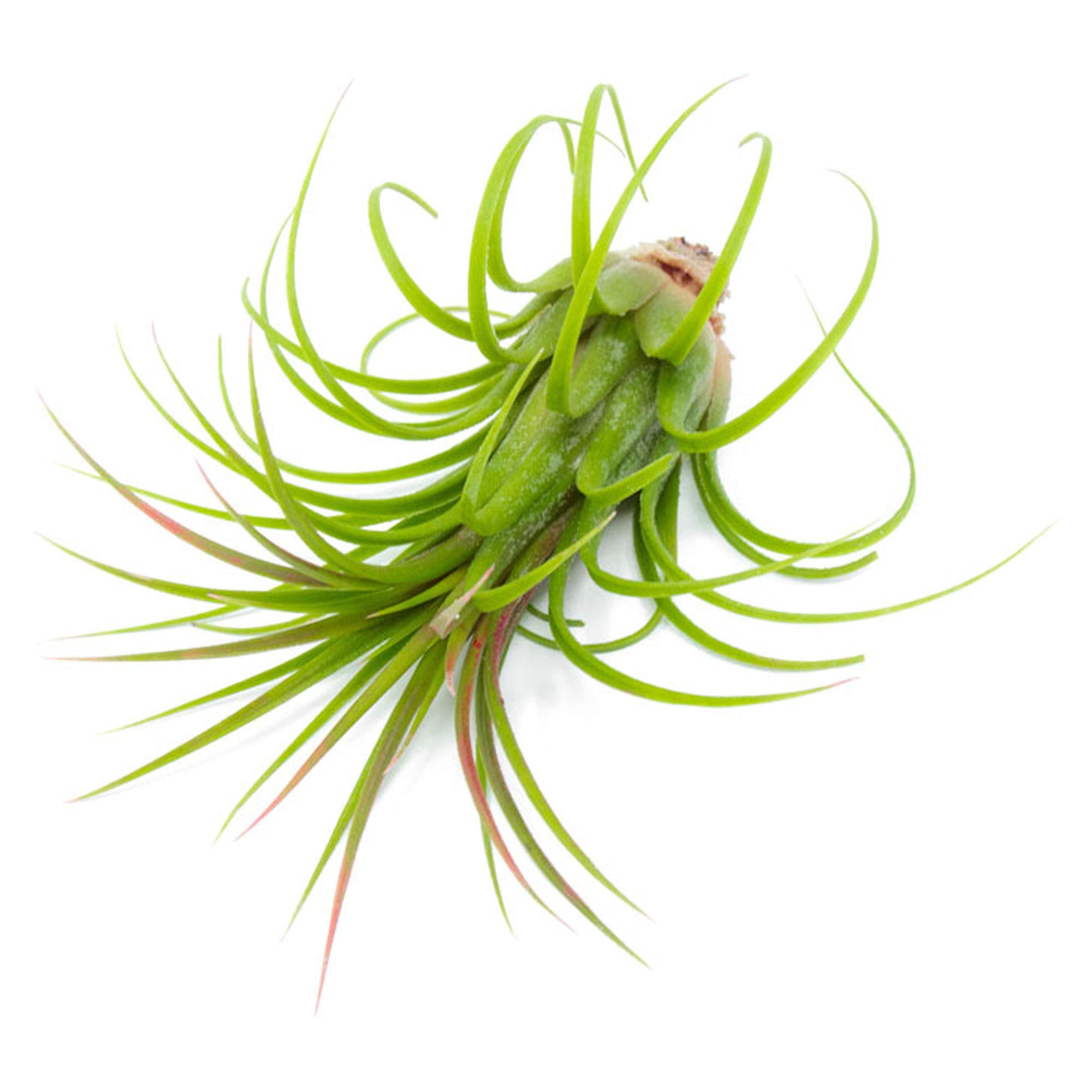 50 Pack Live Tillandsia Air Plants - Bulk Indoor Plants for DIY Terrarium Kit, Wedding & Party Favors, Unique Gifts for Plant Lovers | Perfect for Home Decor, Office Plants & Succulent Displays