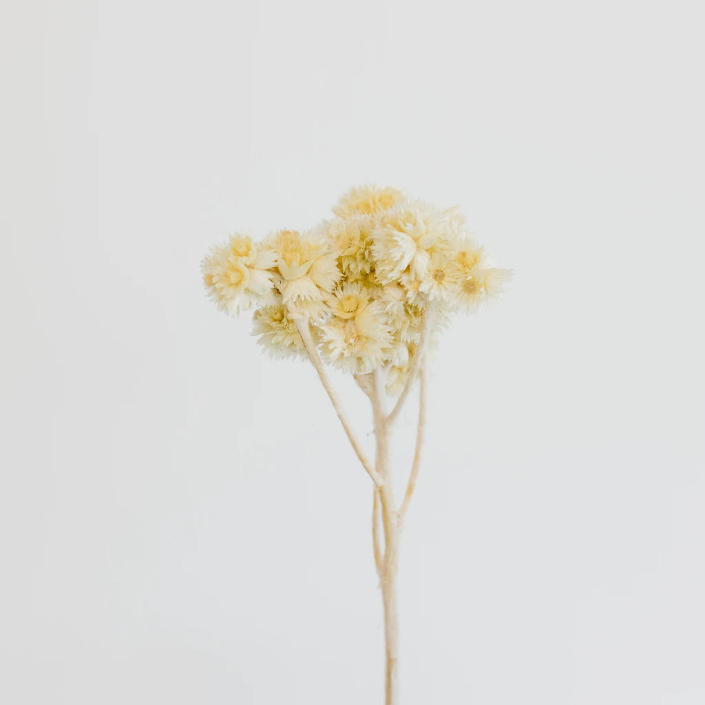 Premium Dried Andean Asters Flowers - Natural Bleached White for DIY Crafts, Home Decor & Wedding Bouquets | Bulk Wholesale for Floral Arrangements