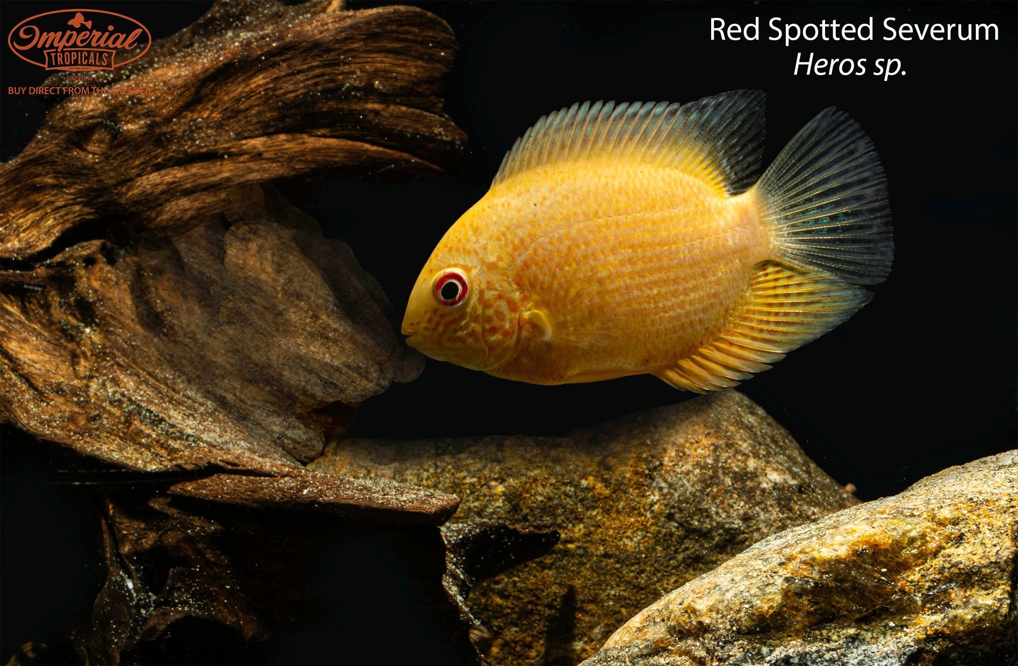 Premium Red Spotted Severum Cichlid - Vibrant Tropical Fish for Aquariums & Fish Tanks - Perfect for Home Aquascaping & Community Tanks