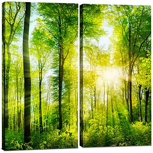 1201 - Forest