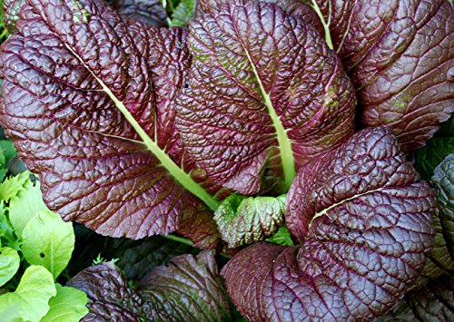 50 Seeds Red Giant Mustard Greens - Non-GMO Heirloom Vegetable Seeds for Planting - Beautiful & Flavorful Salad Greens for Home Garden, Cooking & Healthy Eating