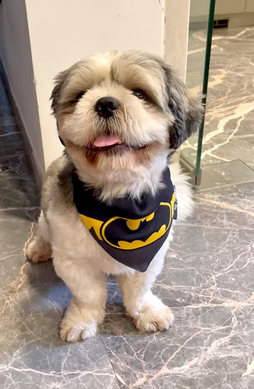 Official Licensed Batman Dog Bandana & Adjustable Collar Set - Size S for Small Dogs - Perfect for Pet Costumes, Halloween, and Superhero-Themed Parties