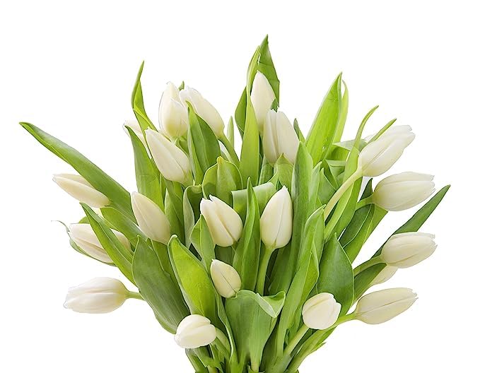 KaBloom PRIME NEXT DAY DELIVERY: 20 White Tulips Bouquet - Fresh Valentine's Day Flowers Gift for Birthday, Anniversary, Sympathy, Get Well, Thank You & Mother’s Day | Perfect for Romantic Dates, Home Decor & Special Occasions