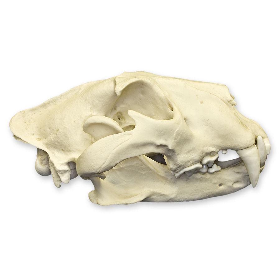 Realistic African Lion Skull Replica - High-Quality Decorative Skull for Home Decor, Halloween Props, and Educational Displays