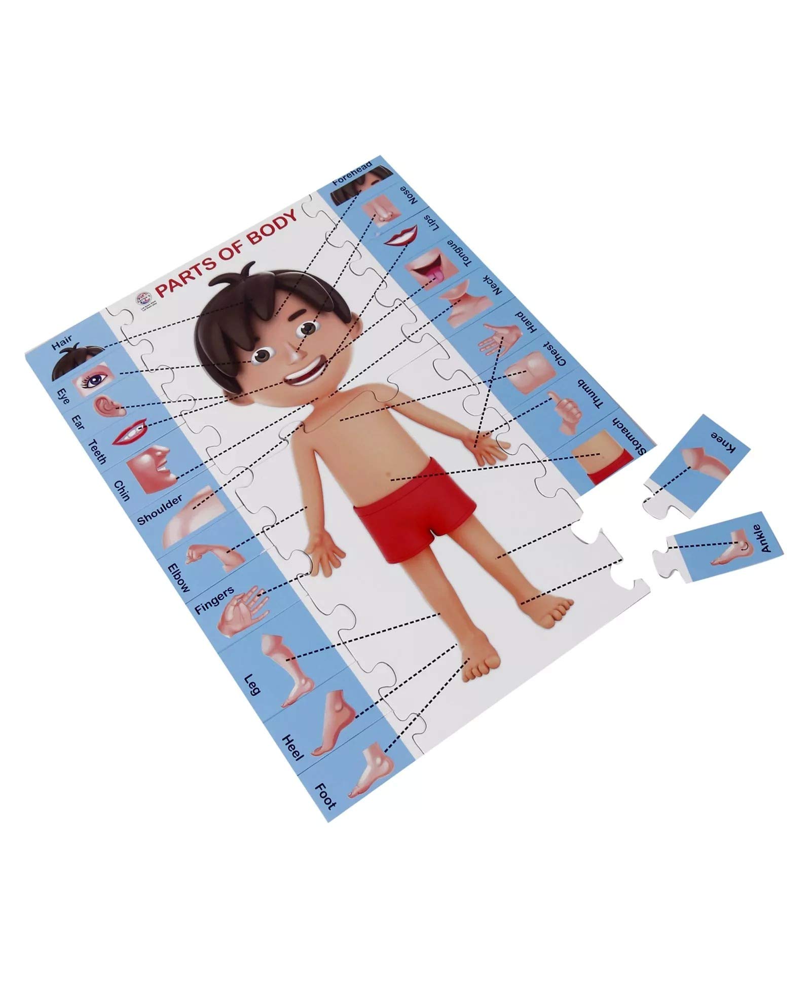 RATNA's 2-in-1 Educational Body Parts Jigsaw Puzzle for Kids with Write & Wipe Board - Learn Human Anatomy Through Play | Perfect for Homeschooling & Preschool Learning Activities