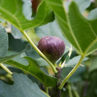 LSU Purple Fig Tree - 2 Gallon Live Fruit Plant for Home Garden | Fresh Figs for Cooking, Baking & Healthy Snacks | No Shipping to AZ, OR