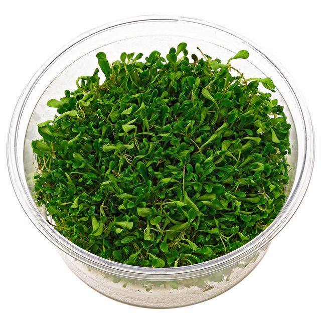 TCulture Glossostigma Elatinoides Aquatic Plant (TC Cup) - Perfect for Aquascaping, Nano Tanks, and Freshwater Aquariums