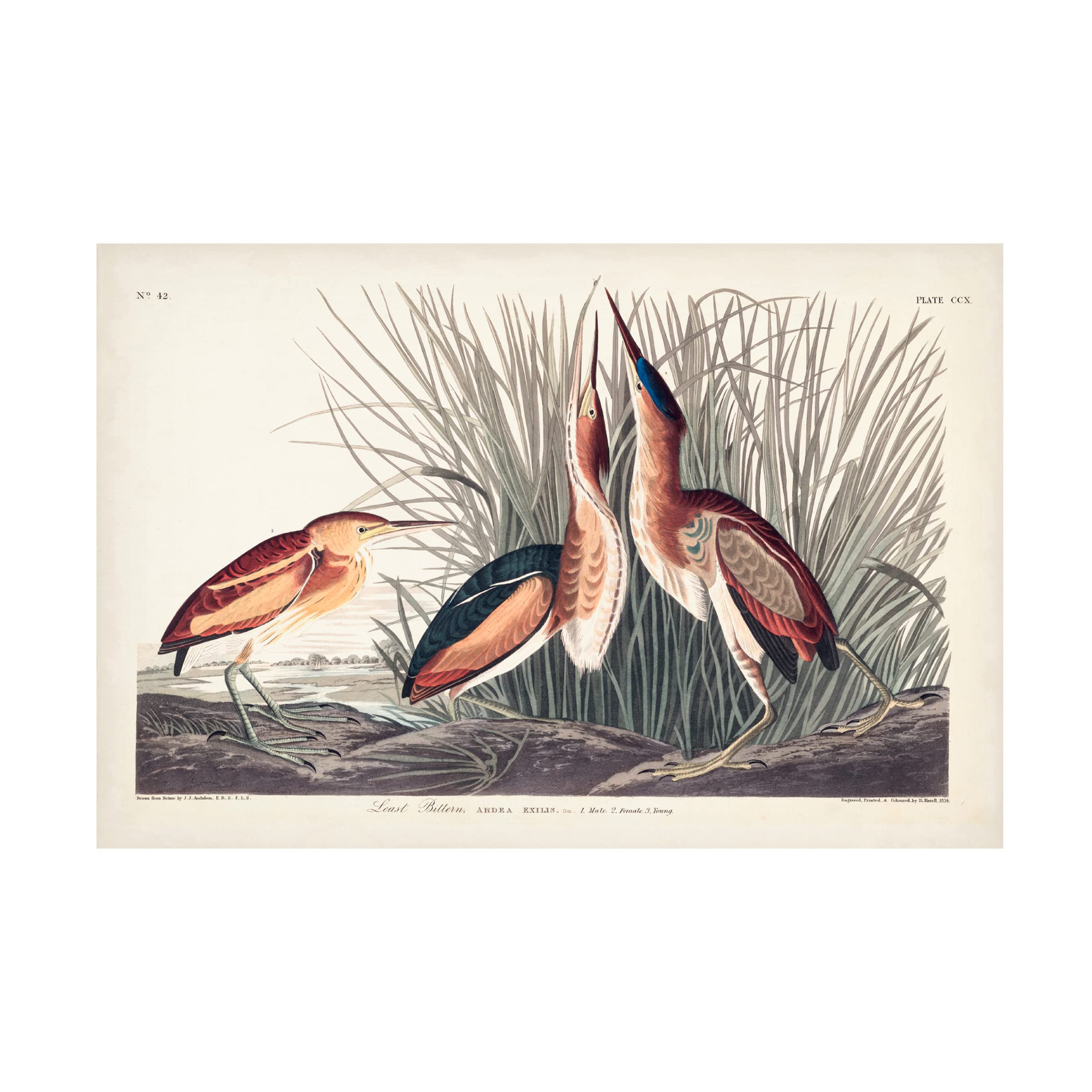 Trademark Fine Art 'Least Bittern' Canvas Wall Art by John James Audubon - 30x47 Inches, Wildlife Bird Painting for Home & Office Decor