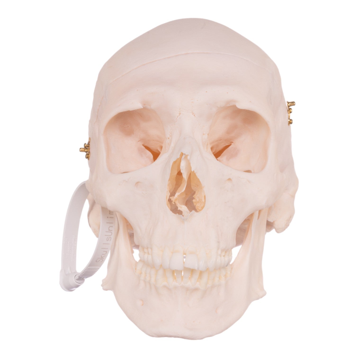 Premium Anatomical Human Skull Model - Accurate Medical & Educational Replica for Students, Doctors & Collectors - Perfect for Classroom Study, Medical Training & Halloween Decor