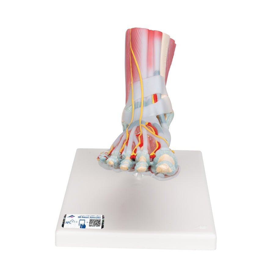 Human Foot Anatomy Model - Skeleton, Ligaments & Muscles for Medical Study, Physical Therapy & Classroom Education