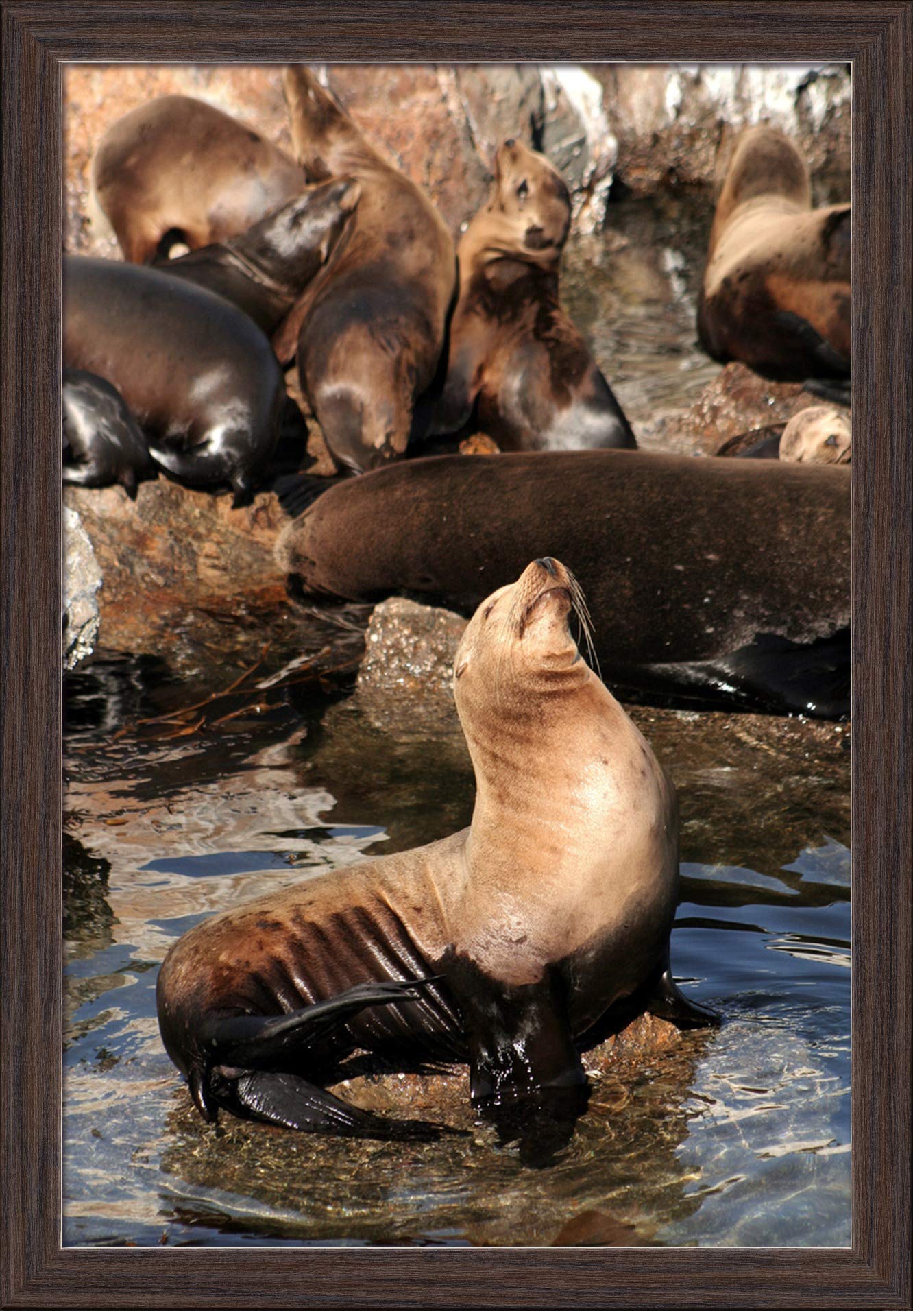 Sea Lions on Rocks - 16x24 Inch Giclee Fine Art Print with Recycled Wood Frame in Espresso Brown - Perfect for Coastal Decor, Beach House Wall Art & Nature Lover Gifts