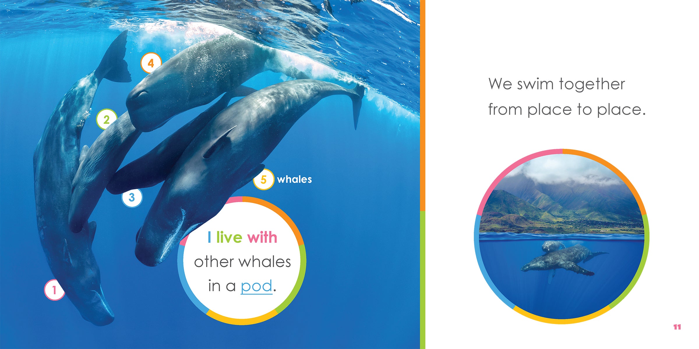 Baby Whales Book - ISBN 9781640263567 - Perfect for Kids' Ocean-Themed Learning & Bedtime Stories