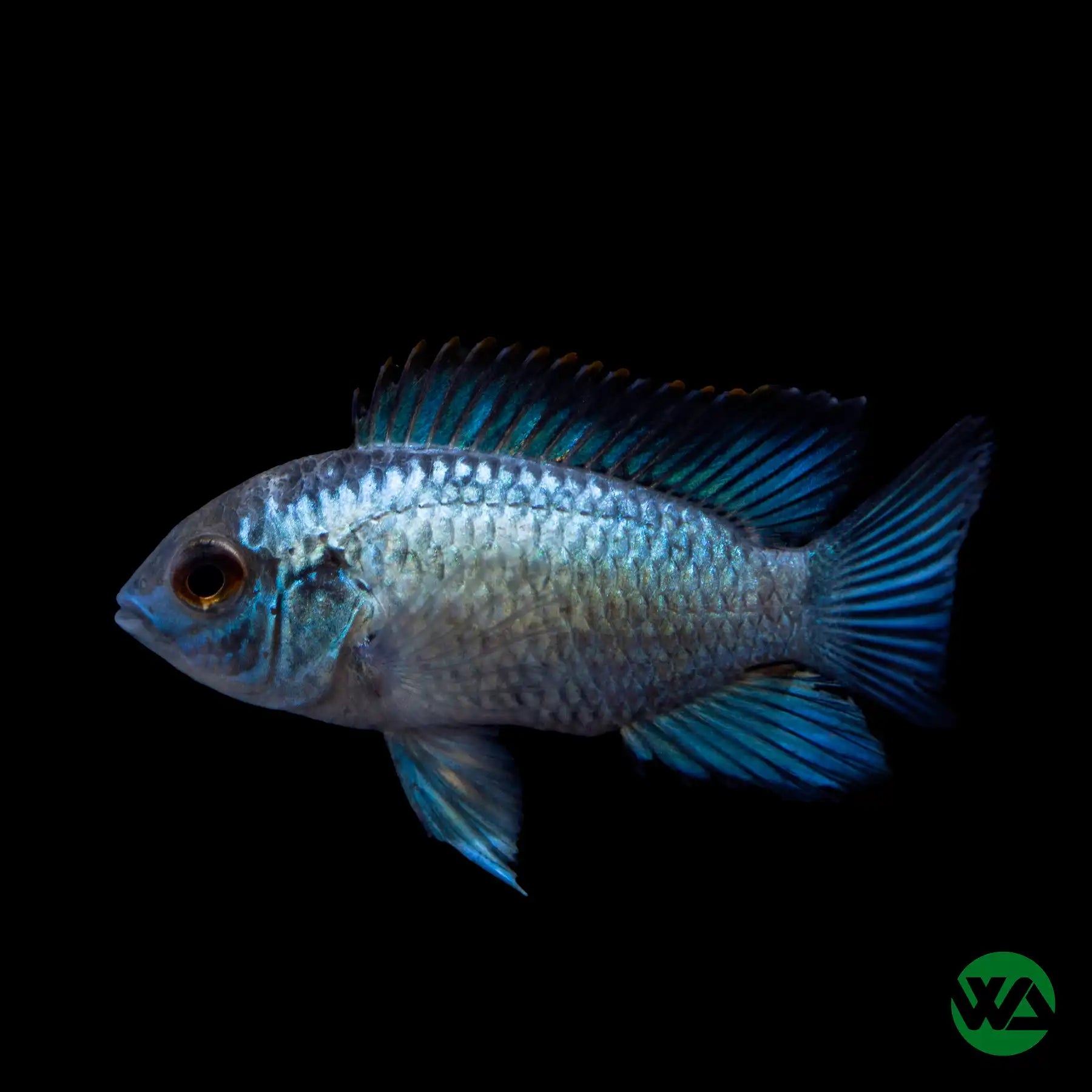 Electric Blue Acara Fish (Andinoacara pulcher) - Live Aquarium Fish for Freshwater Tanks, Stunning Blue Cichlid for Home & Office Aquariums