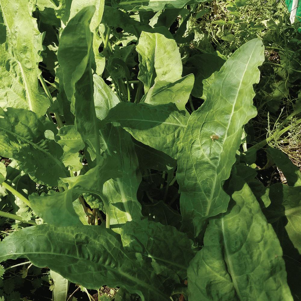 Organic Large Leaf Sorrel Seeds for Planting - Non-GMO, Heirloom Herb Garden Seeds - Perfect for Salads, Soups and Culinary Recipes