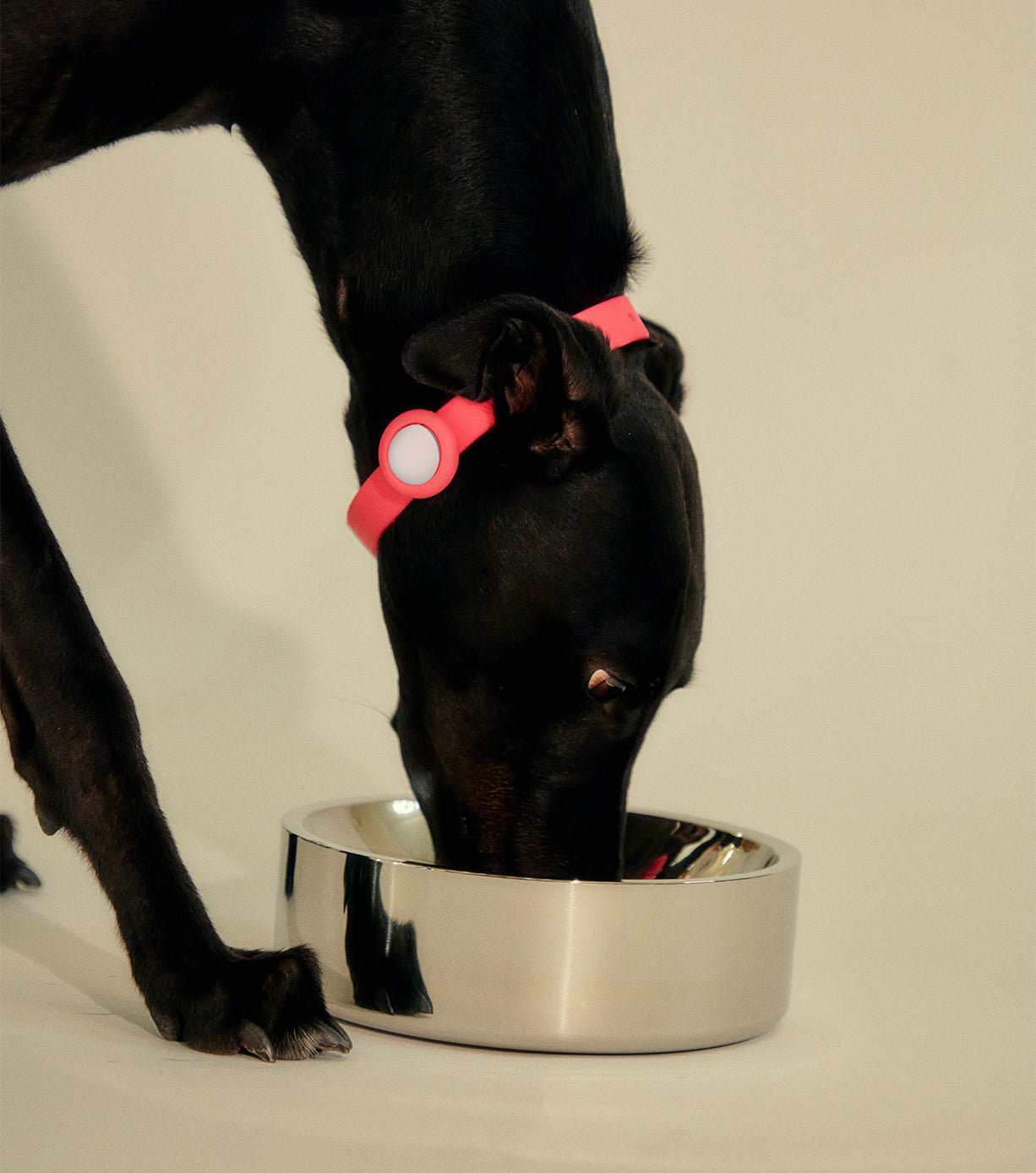 Premium Stainless Steel Dog Bowl - Medium Size, Non-Slip Pet Food & Water Dish for Large Breeds - Ideal for Home, Travel & Outdoor Use