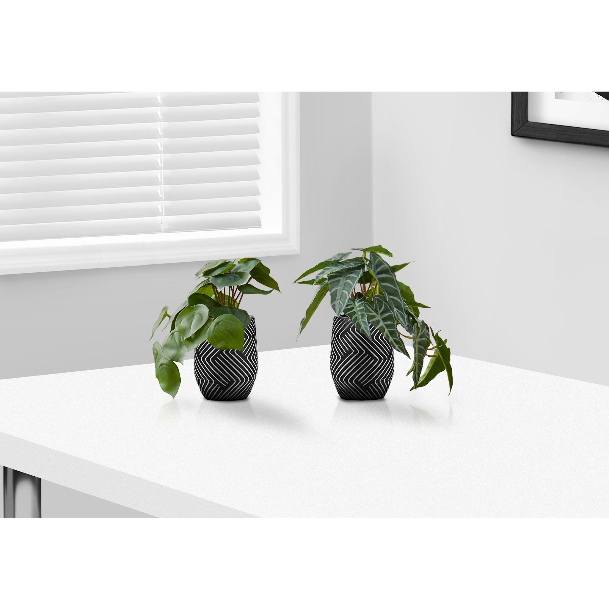 Alocasia Plant Set of 2 - Live Tropical Elephant Ear Plants for Home & Office Decor - Perfect for Indoor Houseplant Lovers, Gift Ideas, and Jungle-Themed Spaces