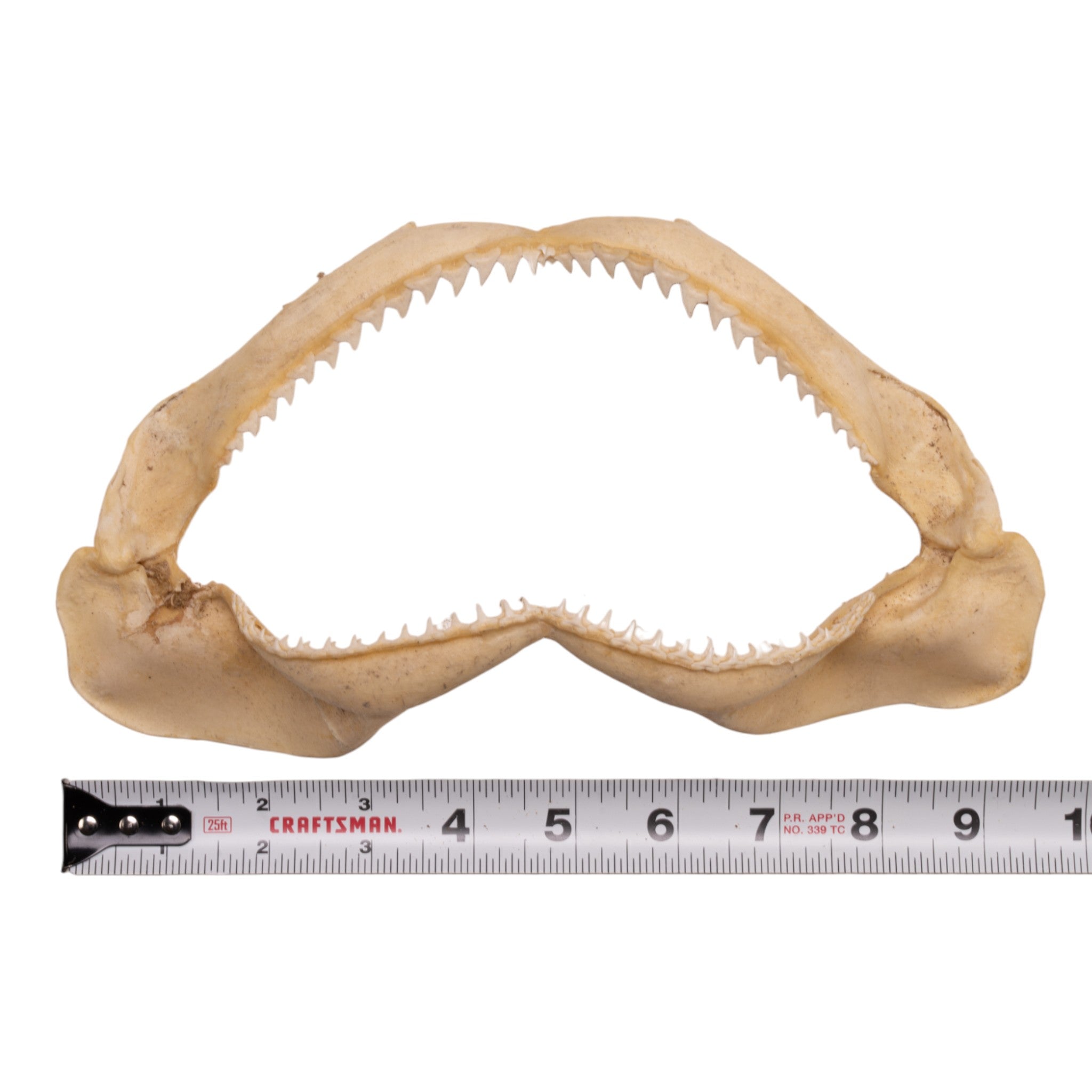 Authentic Silky Shark Jaw - 9.6 Inches - Rare Marine Biology Specimen & Collector's Item - Perfect for Educational Displays, Home Decor, and Ocean-Themed Collections