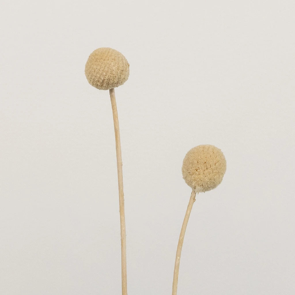 Bleached Dried Craspedia Billy Balls - Natural Golden Yellow Flowers for Home Decor, Wedding Bouquets & DIY Crafts