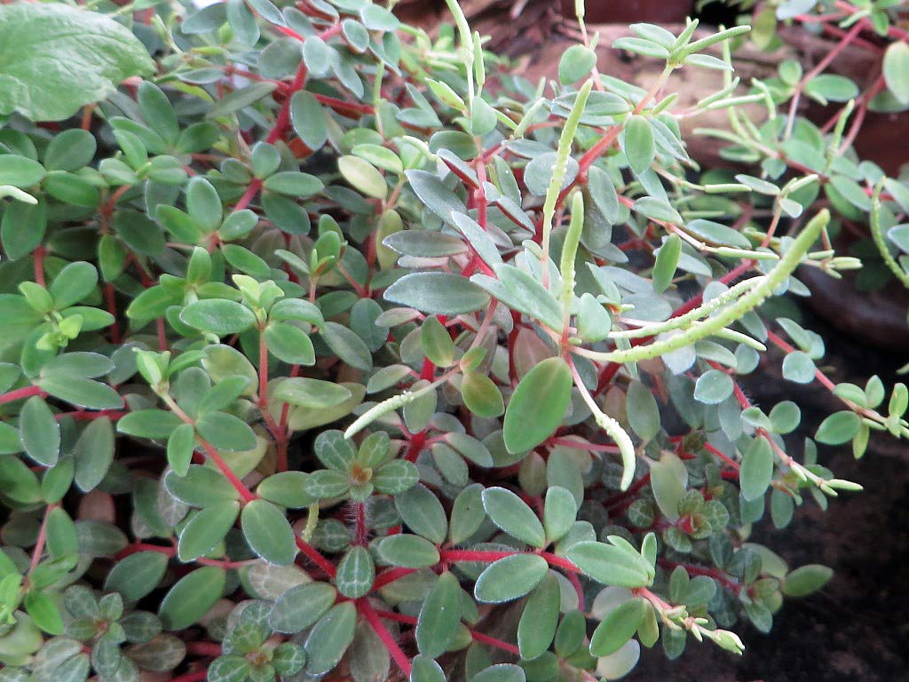 Red Trailing Peperomia Rubella Plant - 2.5 Inch Pot for Indoor Hanging Baskets, Shelves & Office Decor