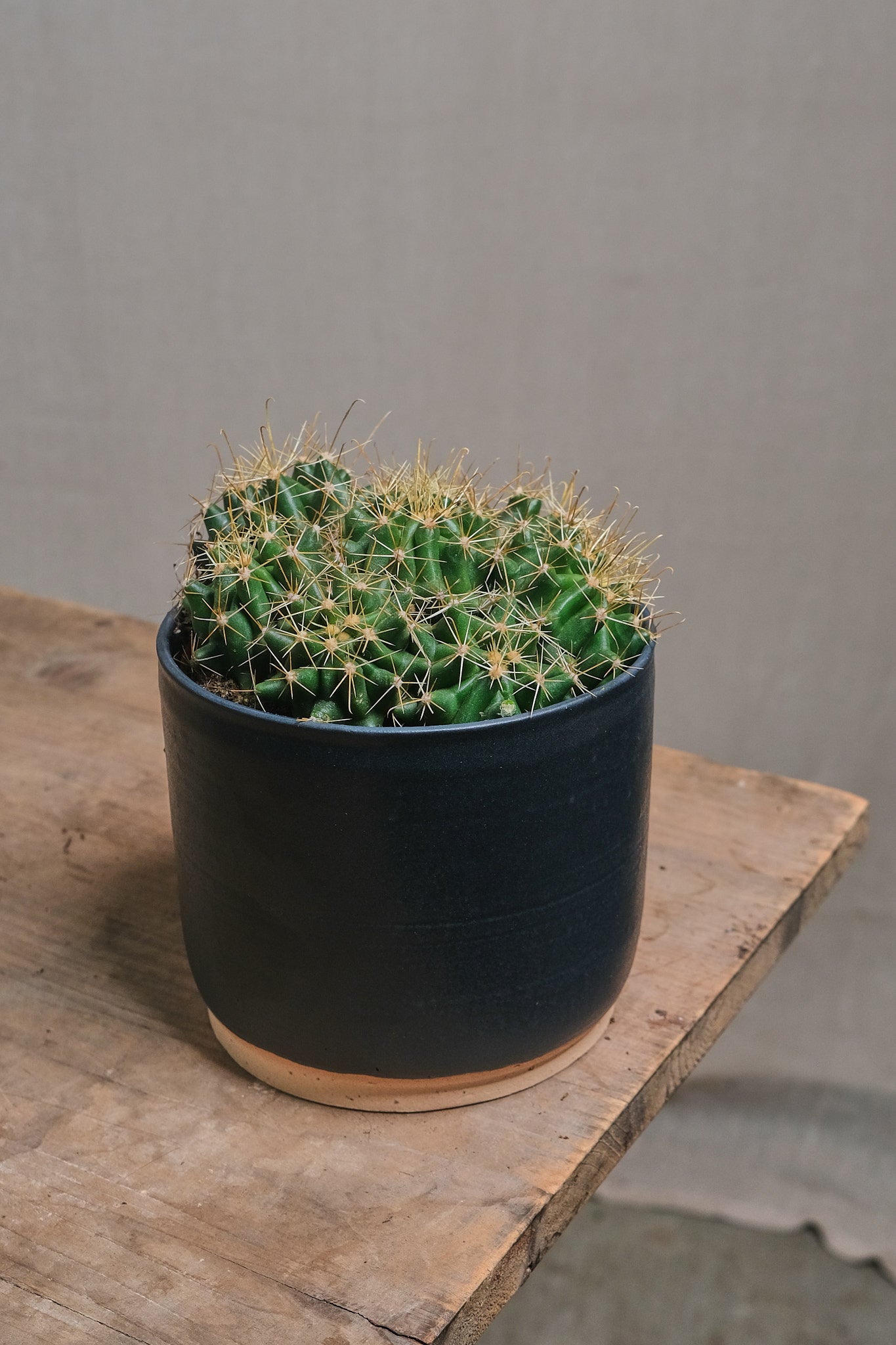 Ferocactus Stainesii Cactus - Rare Barrel Cactus for Desert Gardens, Succulent Collections & Xeriscaping | Perfect for Home Décor, Landscaping & Drought-Tolerant Gardens