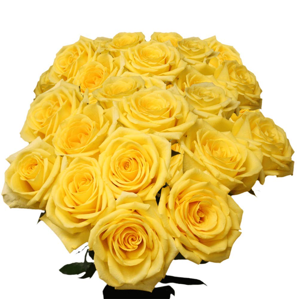 Fresh Cut Yellow Roses - 100 Gold Strike Roses for Wedding Bouquets, Anniversary Gifts & Home Decor | Premium Long-Lasting Flowers